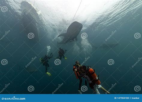 Whale Shark Underwater Approaching A Scuba Diver In The Deep Blue Sea S