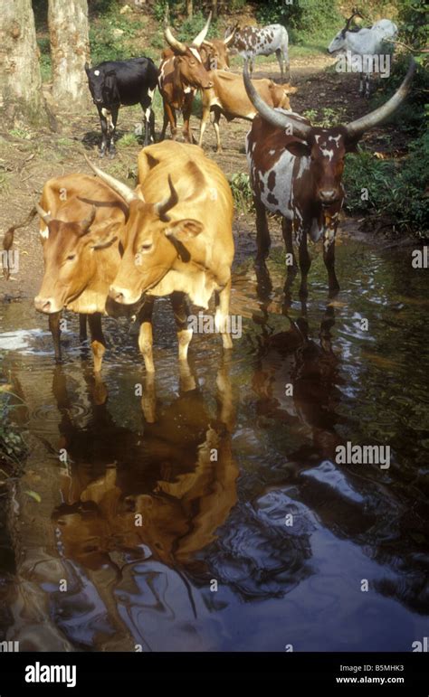 Ankole cows with spectacular horns South west Uganda The cows are ...