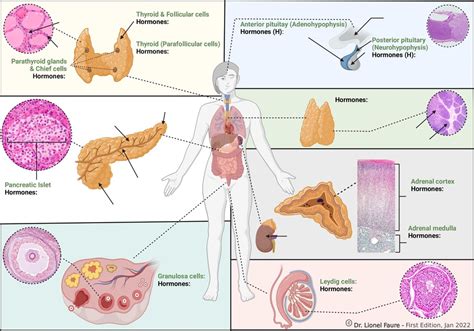 Endocrinology Diagram Diagram Quizlet