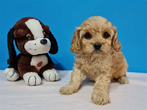 How big do Cavapoos get? – EuroPuppy