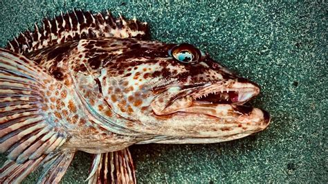 Puget Sound Spring Lingcod Fishing Youtube