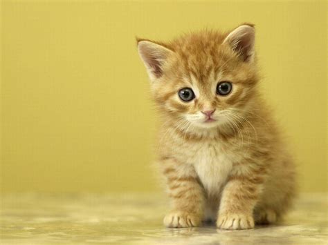 Cute Baby Cats Wallpapers Wallpaper Cave