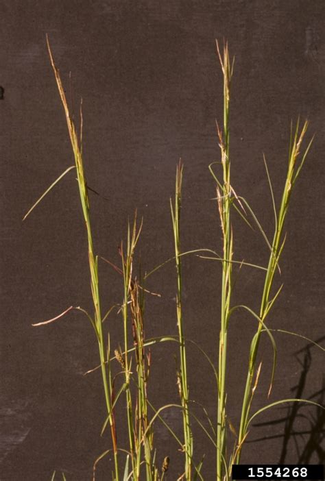 Broomsedge Bluestem Andropogon Virginicus L