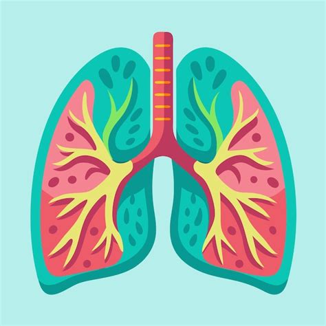 Premium Vector Lungs Clipart Cartoon Style Vector Illustration