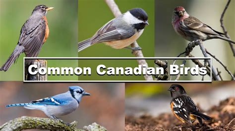 Identify Backyard Birds Common Canadian Birds Quick Guide With Names