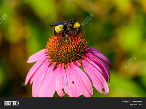 Bumble Bee On Pink Image And Photo Free Trial Bigstock