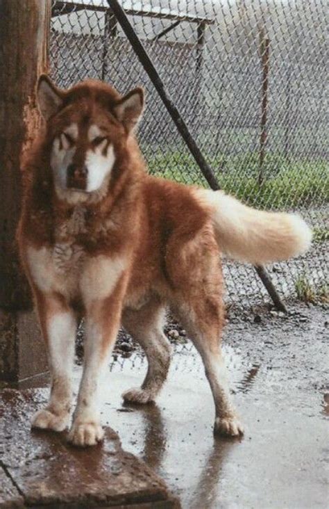 Red Giant Malamute Malamutes Mostly Red Giants Alaskan Malamute