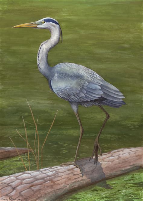 Grey Heron – Emily Willoughby Art