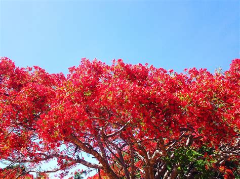 Fotos Gratis Naturaleza Rama Flor Cielo Hoja Rojo Oto O