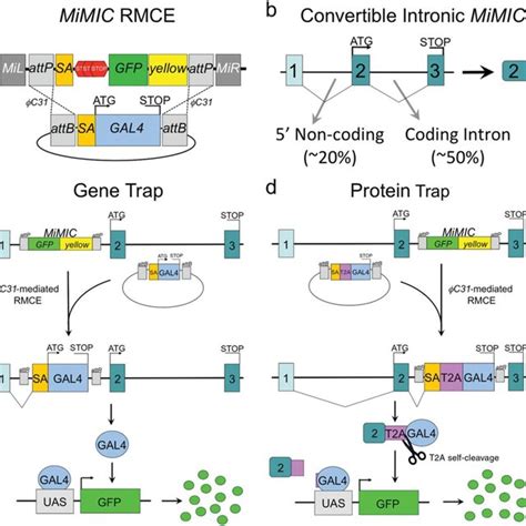 Gal Gene Trap And Protein Trap Mimic Conversion Strategy For