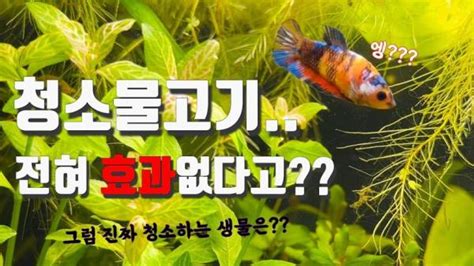 ‘청소물고기 안시 비파가 오히려 물을 더럽힌다 진짜 청소부는 ‘이 생물들 유텍스트 Youtext 글로 읽는 동영상