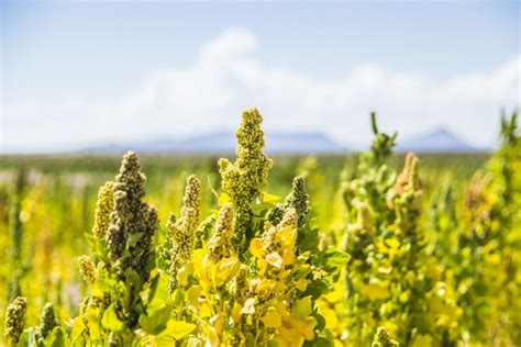 Quinoa Care - How To Grow And Harvest Quinoa At Home