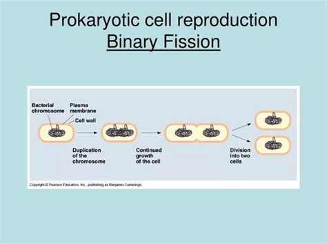 Ppt Prokaryotic Cell Reproduction Binary Fission Powerpoint Presentation Id 6692104