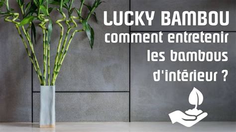 Lucky Bambou Conseils D Entretien Et Signification