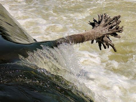 Tourist Attraction Fish Ladder Park Grand Rapids Reviews And Photos