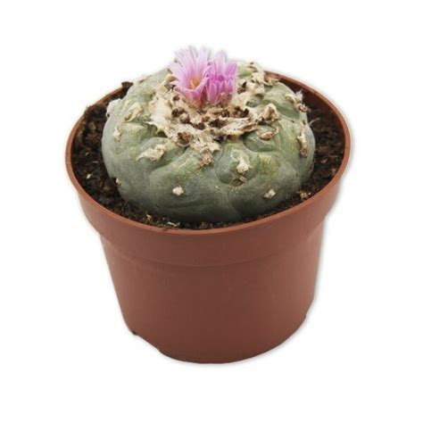 Peyote Cactus Lophophora Williamsii 35mm Natural Source Of Mescaline For Spiritual