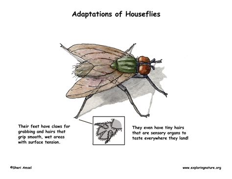 Adaptations of the Housefly