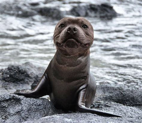 Seal Blue Pitbull