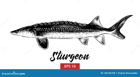 Hand Drawn Sketch Of Sturgeon Fish In Black Isolated On White