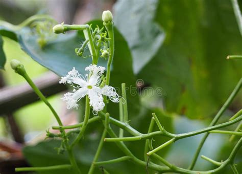 Snake Gourd Flower Stock Photos Free Royalty Free Stock Photos