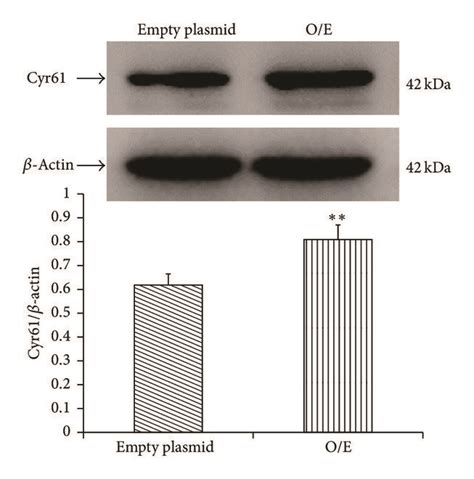 Protective Effect Of Cyr61 In Hypoxia Induced Hk 2 Apoptosis A The