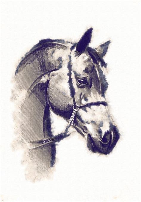 Freehand Horse Head Pencil Drawing Stock Illustration - Illustration of ...