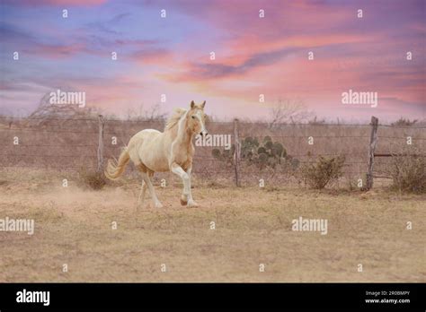 Horse Running In Field At Sunset Stock Photo - Alamy