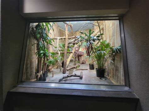 Cleveland Zoo Pca Ring Tailed Lemurs Zoochat