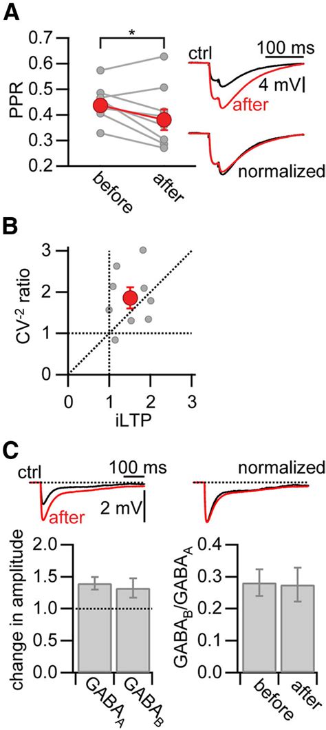 iLTP is expressed presynaptically. A, Left, PPR (amplitude of IPSP 1 ...