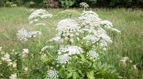 Berce du Caucase méfiez vous de cette plante sauvage qui peut causer