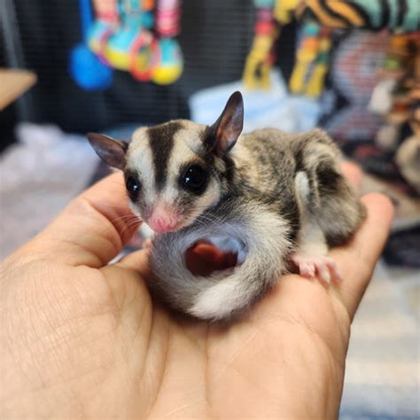 Cheesecake - Female Sugar Glider PRICE $850 | Janda Exotics Ranch