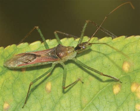 Assassin Bugs The Daily Garden