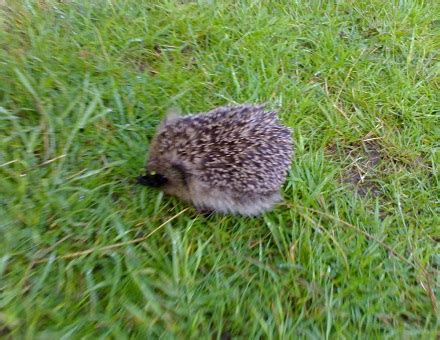 Hedgehogs in the garden – mylinks2shop.co.uk