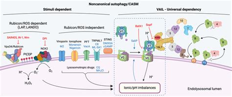 Regulatory And Unifying Mechanisms Of Noncanonical Autophagy