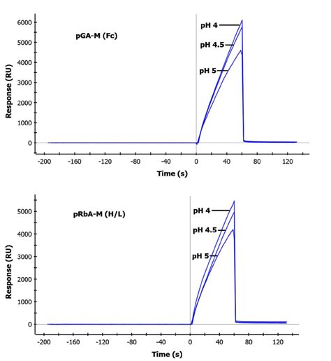 Capture anti-mouse antibodies stably bind a purified mouse antibody and | Download Scientific ...