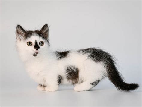 8 Common Munchkin Cat Colors (With Pictures) - Catster