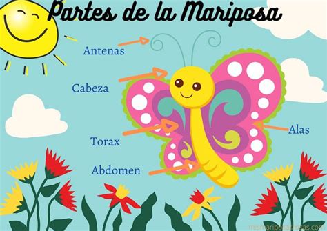 CaracterÍsticas De Las Mariposas Para Niños Y Niñas