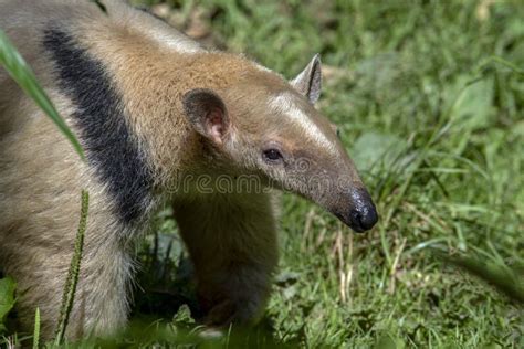 Anteatros Del Sur Tamandua Tetradactyla Adulto Parado En Ground