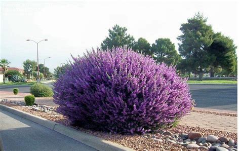 Texas Ranger - Flowering - Outdoor Plants | Plantshop.me