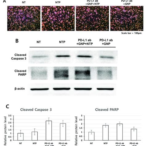 Comparison Of The Cell Viability Of SCC 25 And HaCaT Cells Following