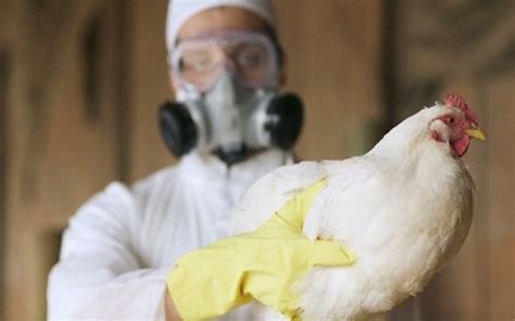 Primera Transmisión De Gripe Aviar H5n8 A Humanos En La Federación Rusa Covb Col·legi