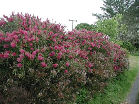 Bottlebrush Pruning Info Learn How And When To Prune Bottlebrush Gardening Know How