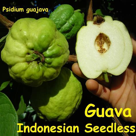 Polynesian Produce Stand Indonesian Seedless Guava Rare Fruit Tree