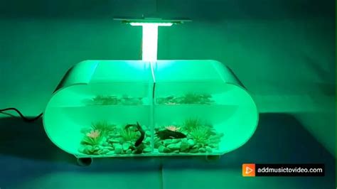 Akuarium Ikan Cupang Ukuran X X Cm Sekat Lampu Led Lazada Indonesia