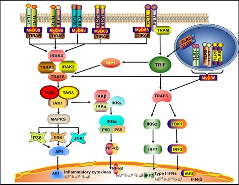 Frontiers Role Of Toll Like Receptors In Neuroimmune Diseases