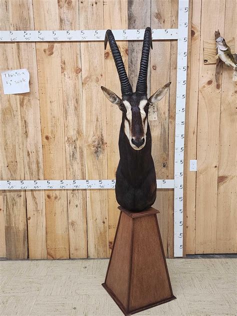 African Sable Antelope Pedestal Taxidermy Mount Auction