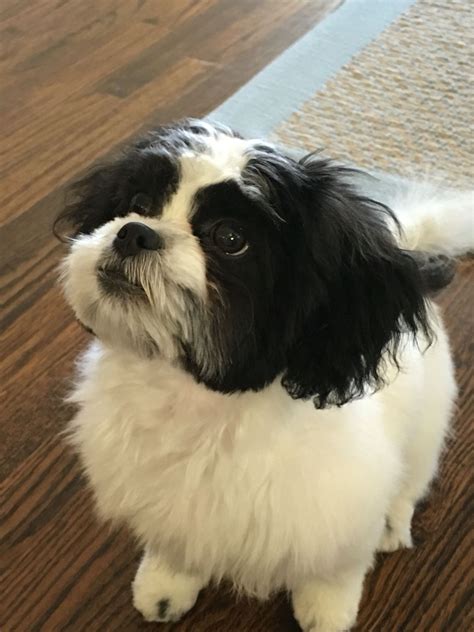 Shichon Haircut Grooming Style Teddy Bear Puppies Bear Puppy