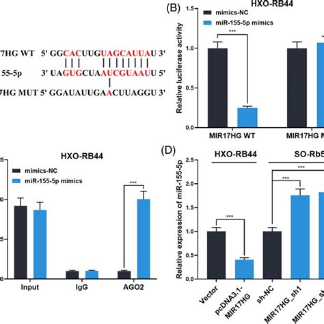 Mir17hg Inhibited Mir‐155‐5p Expression By Targeting It A The Download Scientific Diagram