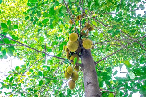 Jaca - Jaqueira - Frutas - InfoEscola