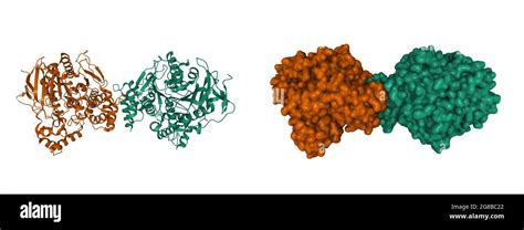 Structure Of Human Acetylcholinesterase D Cartoon Gaussian Surface